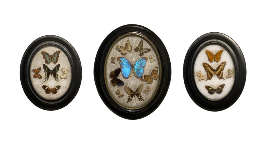 Trois cadres ovales contenant des papillons de différentes espèces et couleurs.