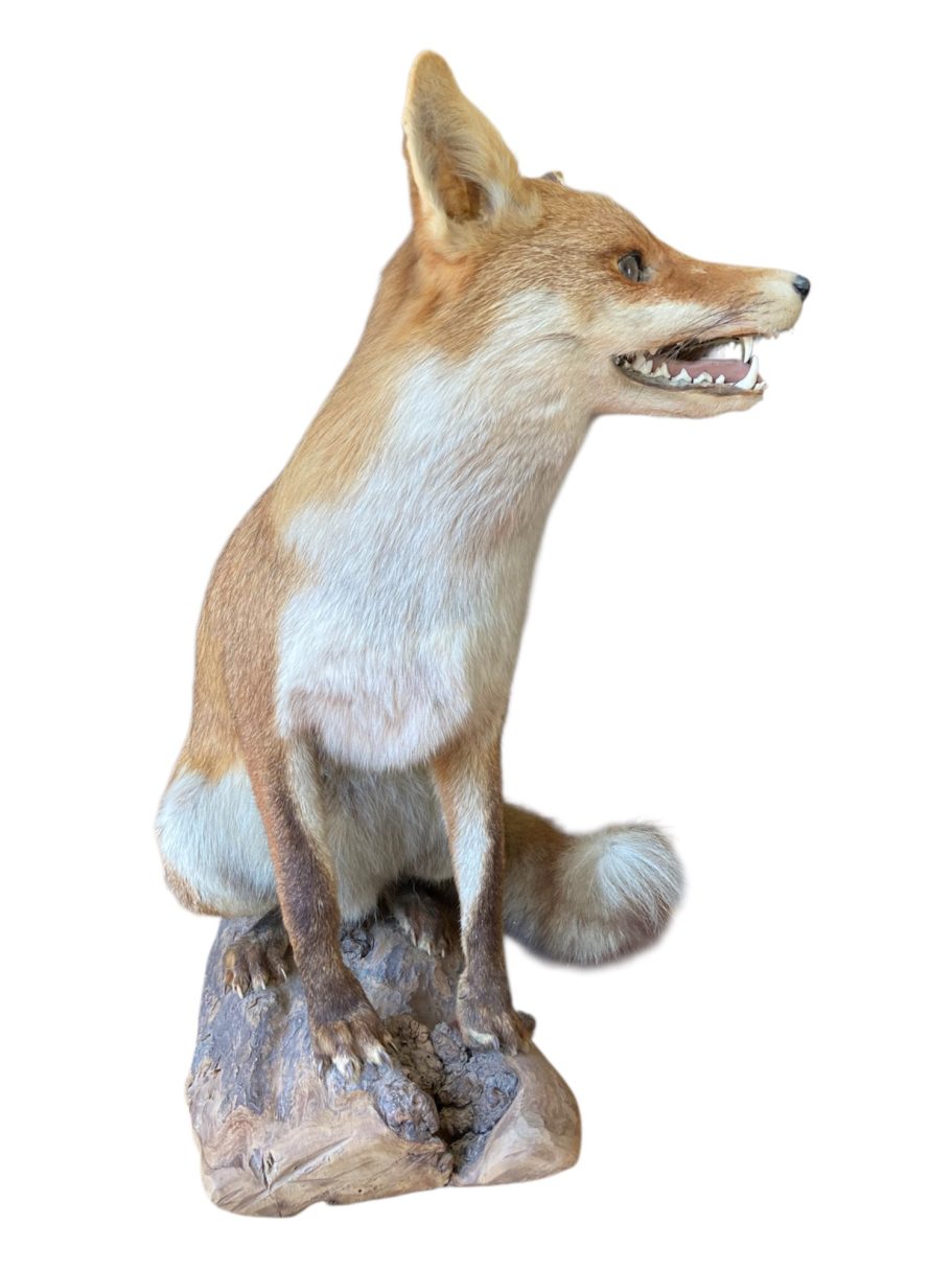 Renard Roux d'Europe Naturalisé